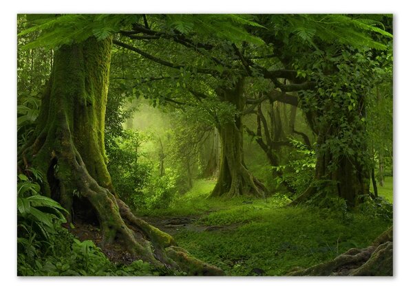 Fotografie imprimată pe sticlă jungla tropicala