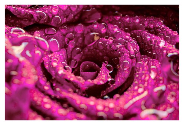 Tabloul cu floarea trandafirului roz (90x60 cm)