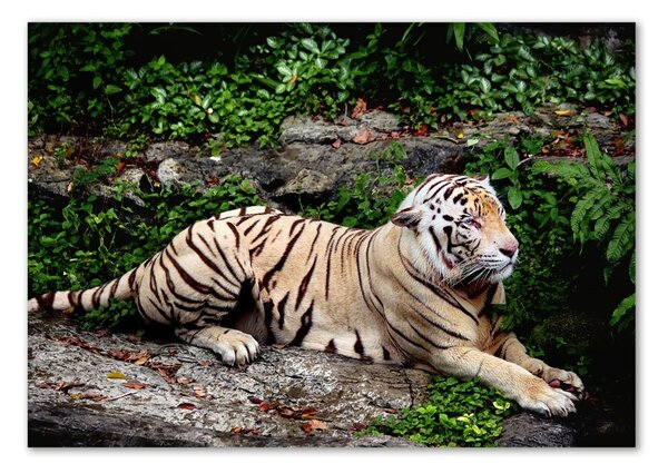 Tablou sticlă Tiger pe stâncă