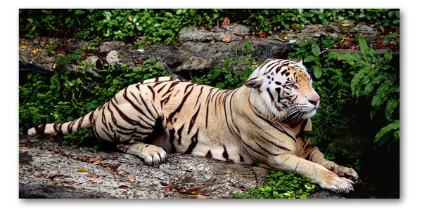 Tablou sticlă Tiger pe stâncă