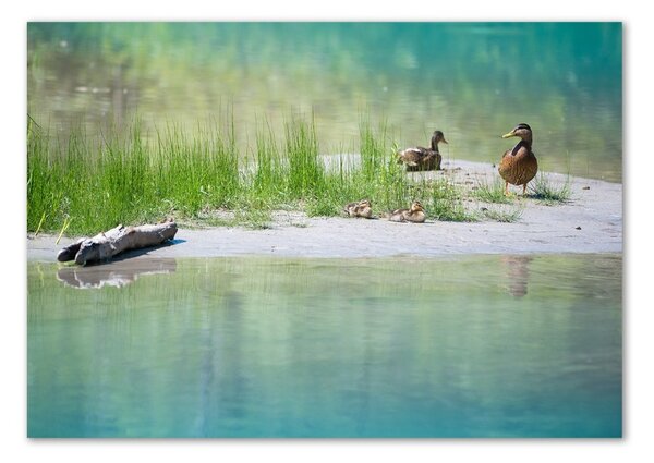Tablou Printat Pe Sticlă Ducks de apă