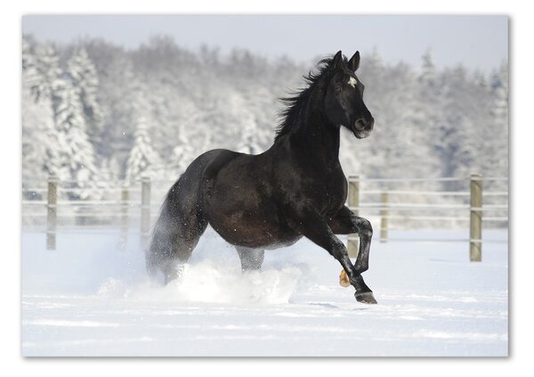 Tablou pe pe sticlă Un cal în galop de zăpadă