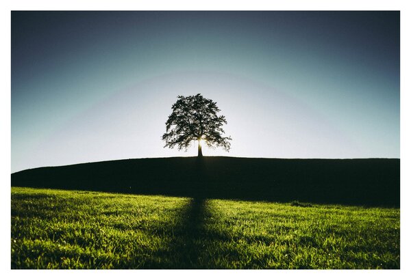 Tablou cu natura - copac (90x60 cm)