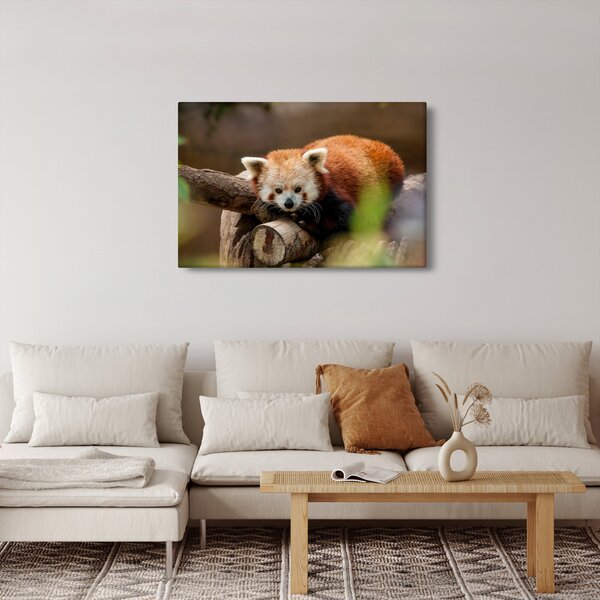 Tablou cu panda roșie (90x60 cm)