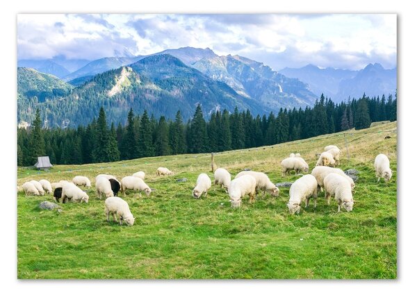 Tablou sticlă Oi în munții Tatra