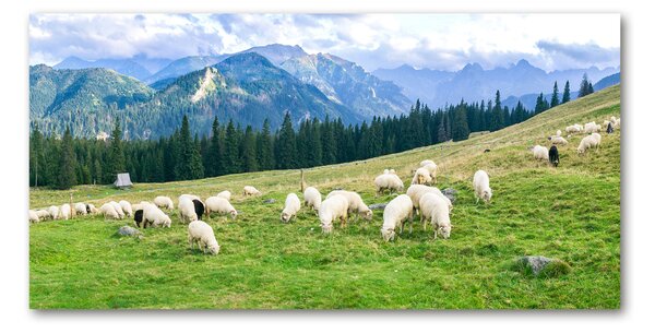 Tablou sticlă Oi în munții Tatra