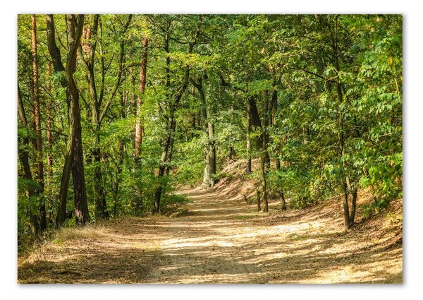 Tablou Printat Pe Sticlă drum forestier
