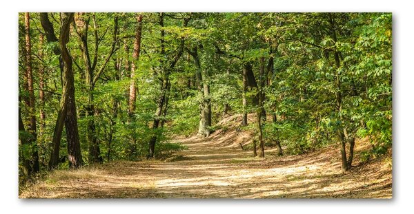 Tablou Printat Pe Sticlă drum forestier