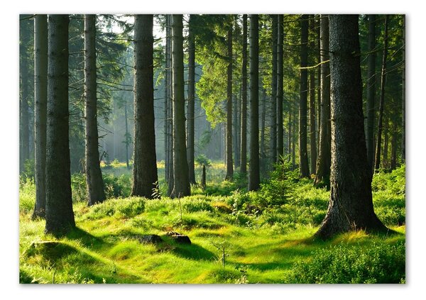 Tablou pe pe sticlă pădure de molid