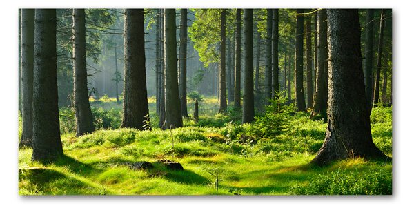 Tablou pe pe sticlă pădure de molid