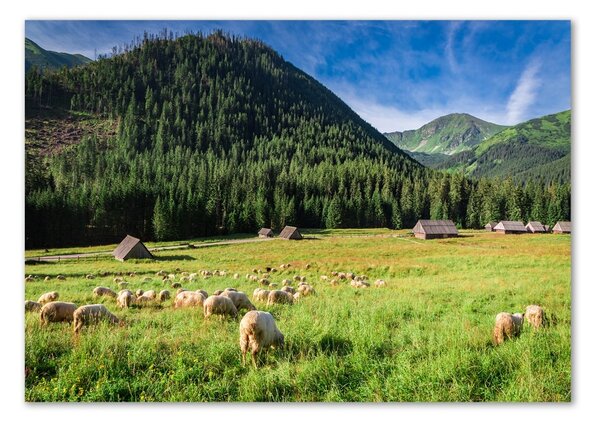 Fotografie imprimată pe sticlă Oi în munții Tatra