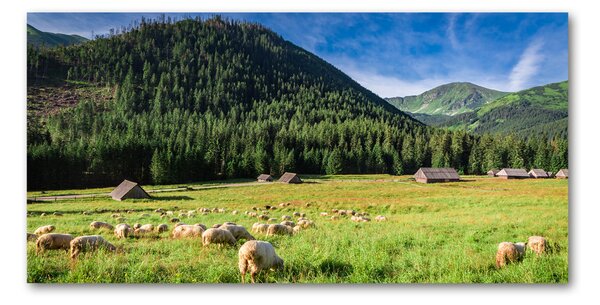 Fotografie imprimată pe sticlă Oi în munții Tatra