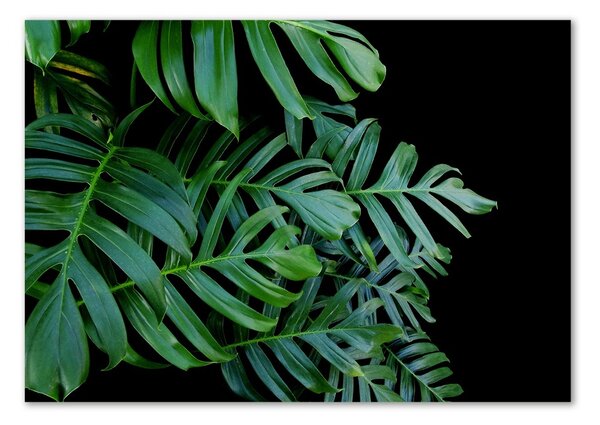 Fotografie imprimată pe sticlă Monstera