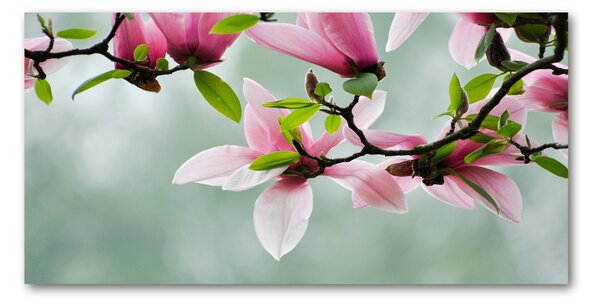 Tablou Printat Pe Sticlă Magnolie
