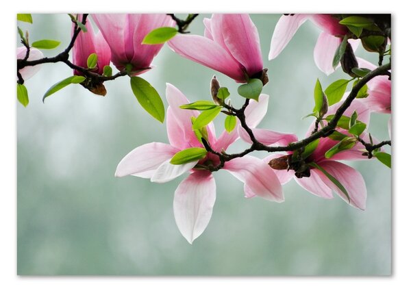 Tablou Printat Pe Sticlă Magnolie