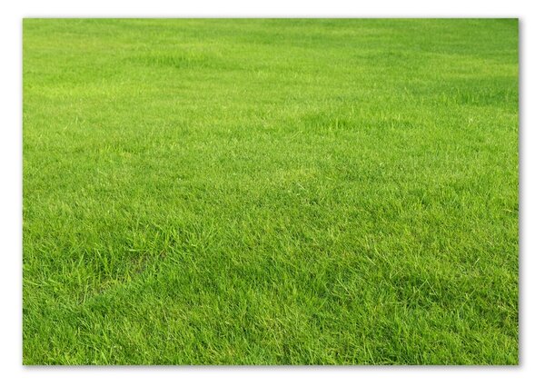Tablou din Sticlă iarbă verde