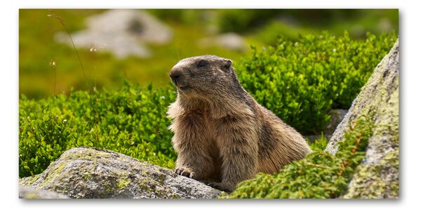Imagine de sticlă marmota