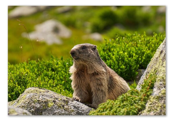 Imagine de sticlă marmota