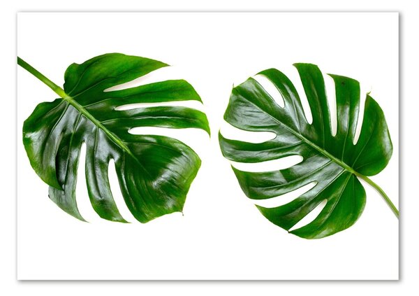 Tablou din Sticlă frunze tropicale