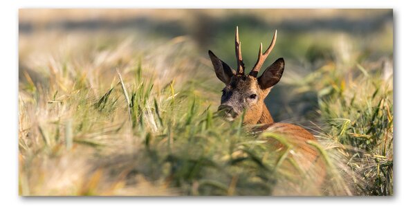 Imagine de sticlă Deer în domeniu