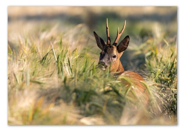 Imagine de sticlă Deer în domeniu