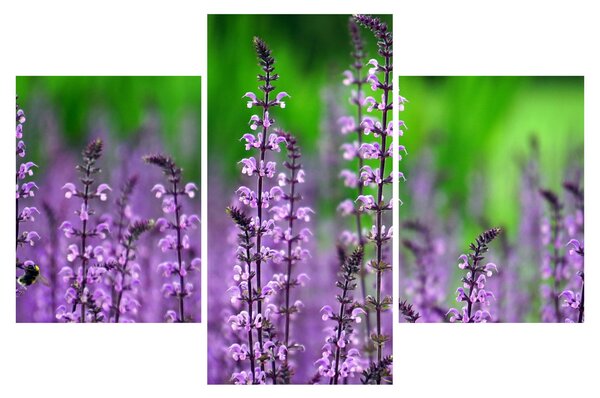 Tablou cu flori de luncă violete (90x60 cm)
