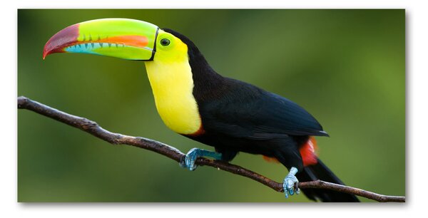Tablou sticlă Toucan