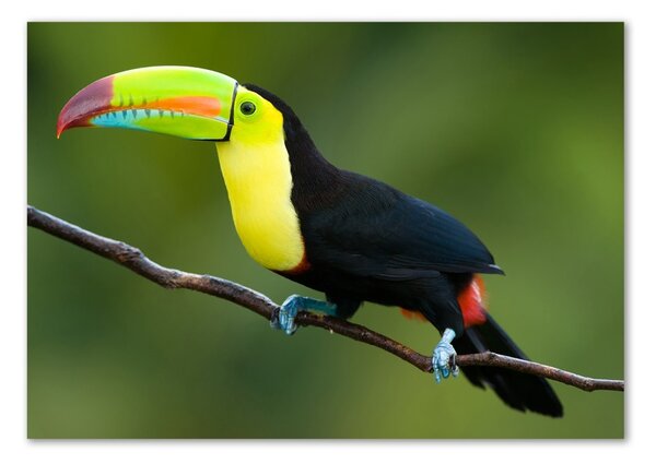 Tablou sticlă Toucan