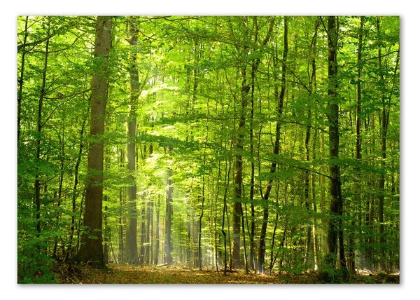 Tablou sticlă pădure de foioase