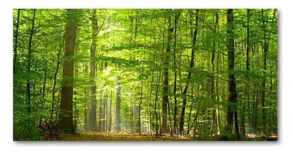 Tablou sticlă pădure de foioase