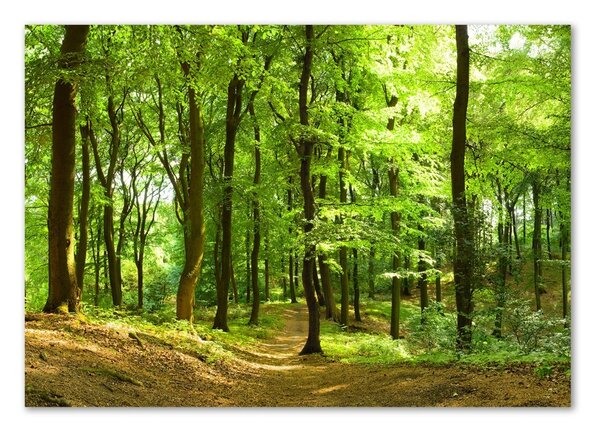 Imagine de sticlă drum forestier