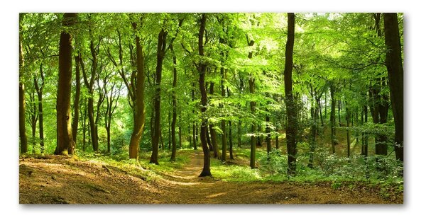 Imagine de sticlă drum forestier