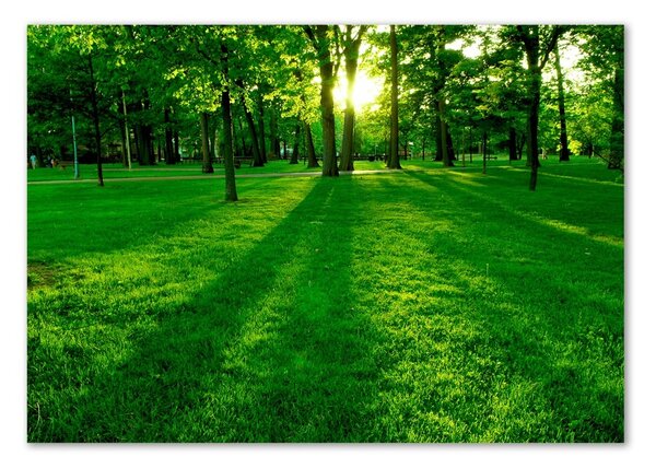 Tablou Printat Pe Sticlă Iarba în parc