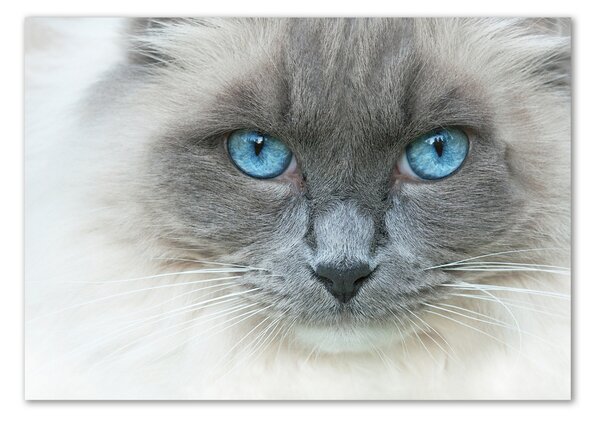 Tablou sticlă Cat ochi albaștri