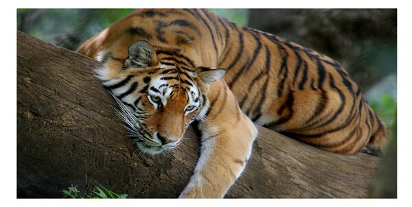 Imagine de sticlă Tiger pe un copac