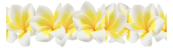 Tablou din Sticlă plumeria