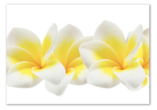 Tablou din Sticlă plumeria