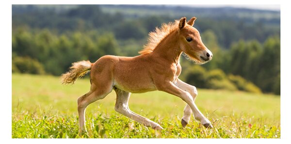 Tablou sticlă Gallop mânz