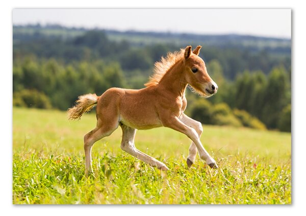 Tablou sticlă Gallop mânz
