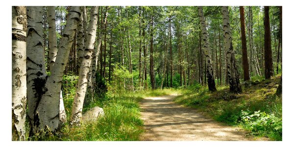 Imagine de sticlă Calea în pădure