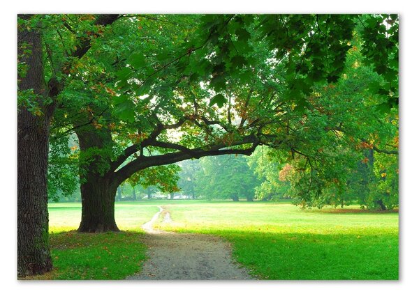 Fotografie imprimată pe sticlă Park din toamna