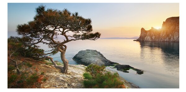 Fotografie imprimată pe sticlă Arborele de mare