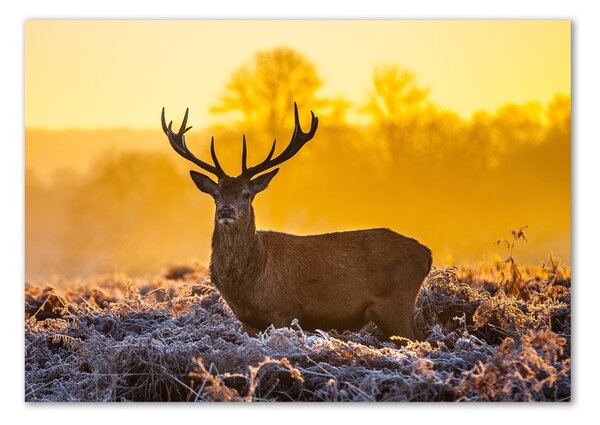 Imagine de sticlă Sunrise Deer
