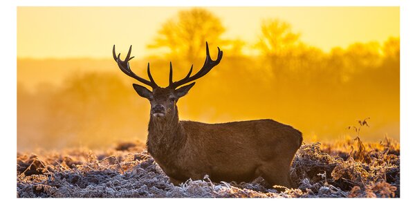 Imagine de sticlă Sunrise Deer