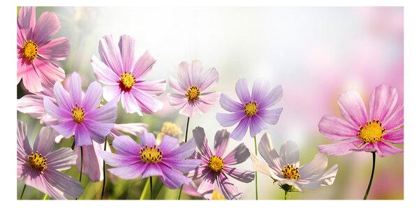 Fotografie imprimată pe sticlă Flori în lunca