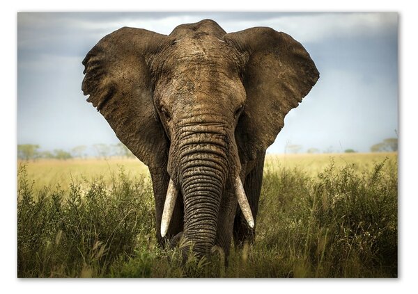 Tablou Printat Pe Sticlă Elephant pe savana