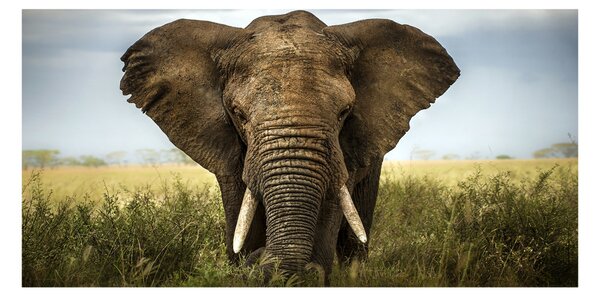Tablou Printat Pe Sticlă Elephant pe savana