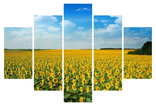 Tablou - câmp cu floarea soarelui (150x105 cm)