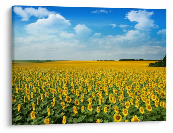 Tablou - câmp cu floarea soarelui (70x50 cm)