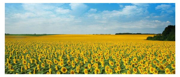 Tablou - câmp cu floarea soarelui (120x50 cm)